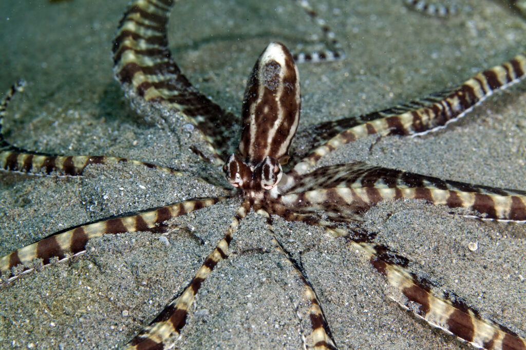 mimic octopus in red sea