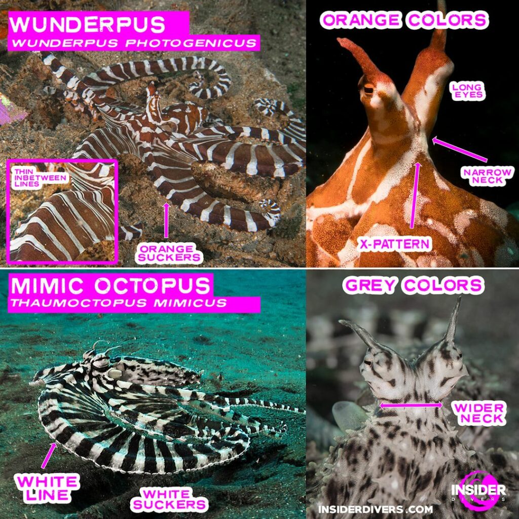 wunderpus vs mimic 