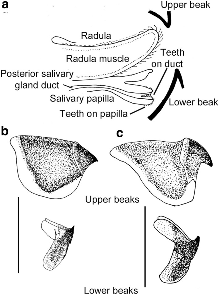 Octopus beaks a.Schematic drawing of a sagittal section through the buccal mass of an octopus to show the position of the upper and lower beak and other structures used for feeding.  b-c. Upper and lower beaks of two Antarctic octopuses: bAdelieledone polymorphac. Pareledone turqueti.