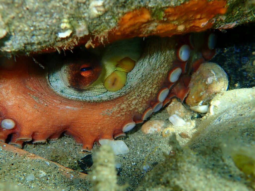Octopus die after giving birth