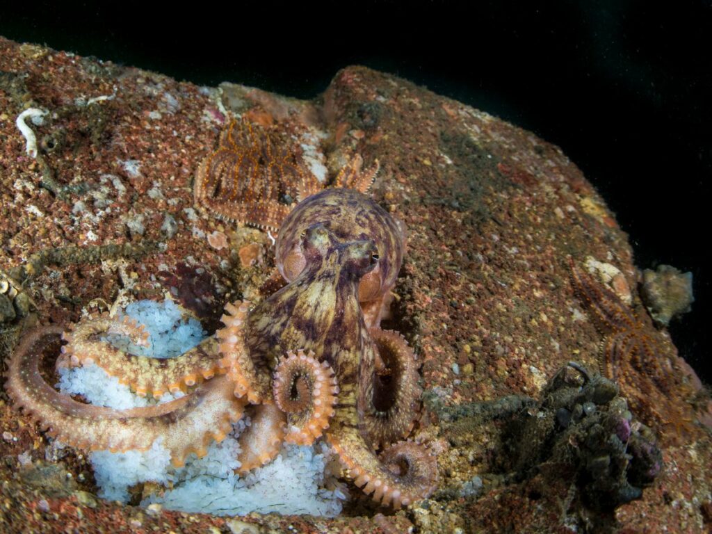Octopus protecting festoons