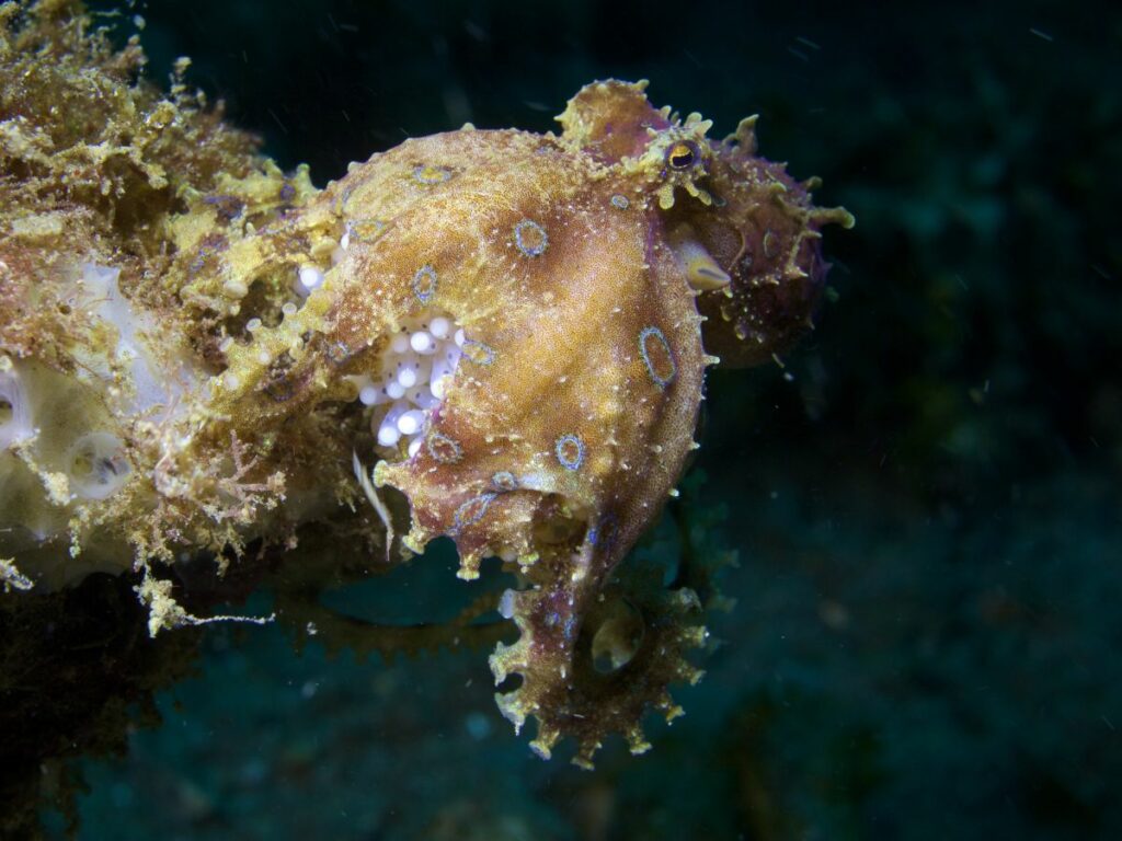 blue ringed octopus giving birth