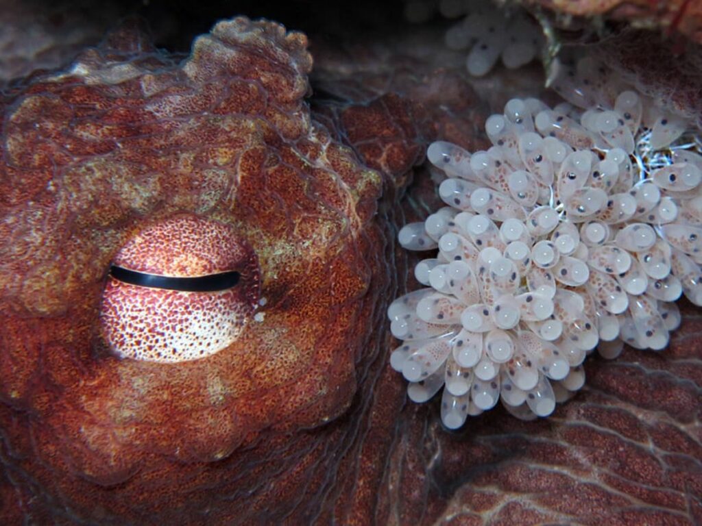 octopus with eggs- ellen muller