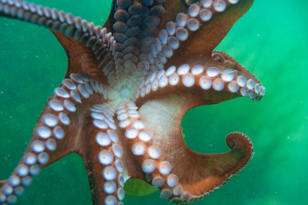 Diving and underwater photography, octopus under water in its natural habitat.