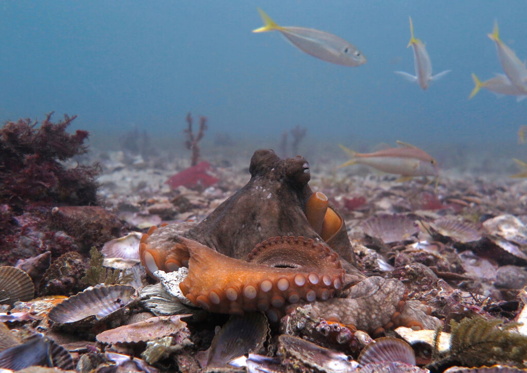 Gloomy Octopus Portrait