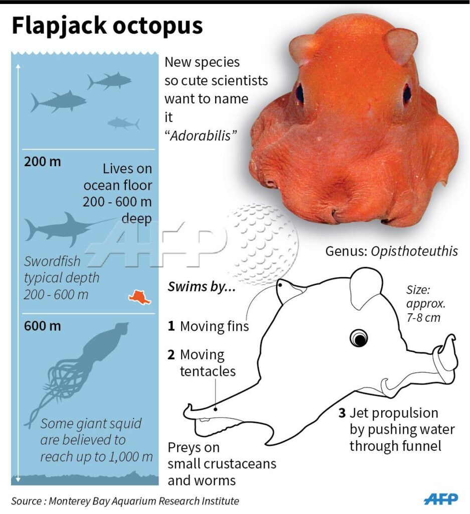 Flapjack octopus facts MBARI