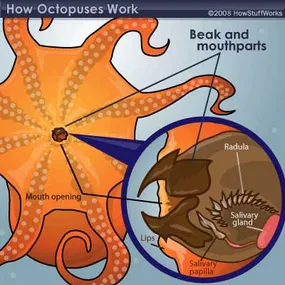 diagram of octopus beak and tongue