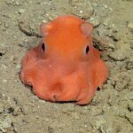 flapjack octopus facts featured image