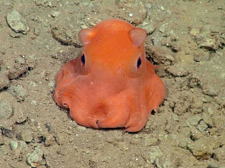 Dumbfounding Flapjack Octopus Facts You NEED To Know!