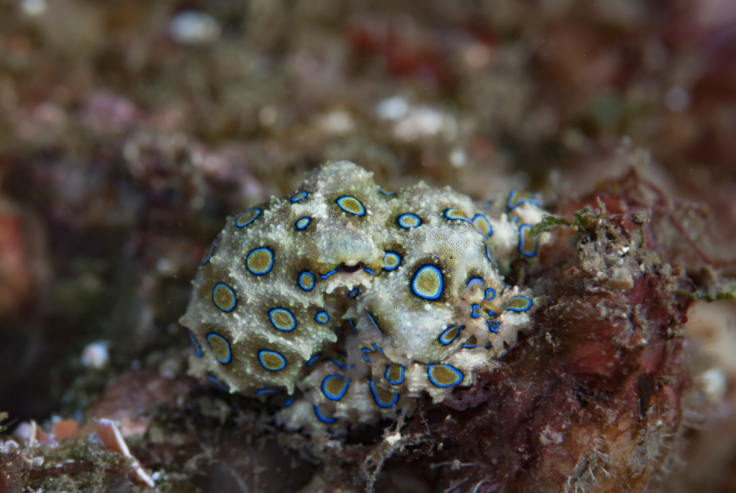 Blue-ringed octopus Hapalochlaena lunulata