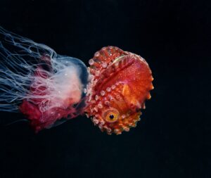 Jules-Casey-Female-Paper-Nautilus-Jellyfish-Argonaut