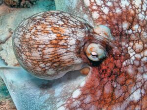caribbean reef octopus deposit photos