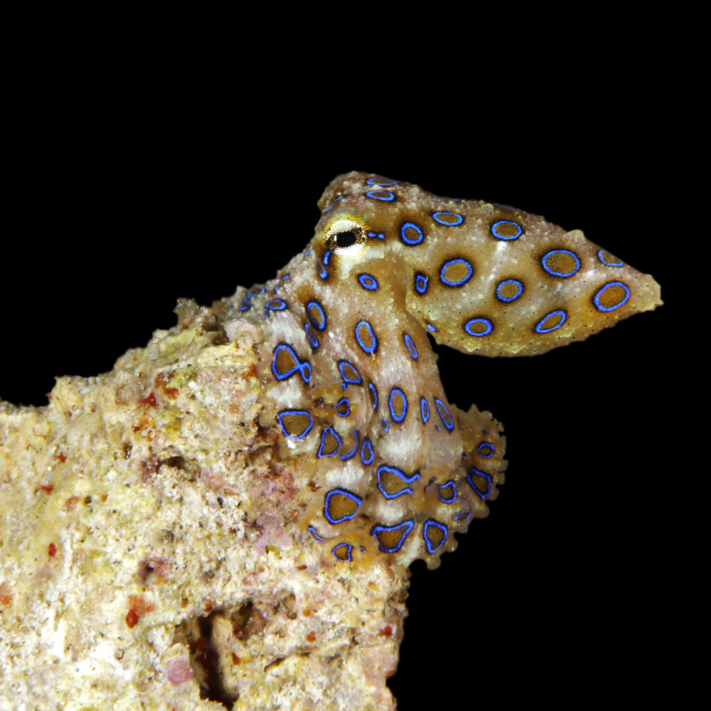 Greater Blue-ringed Octopus (Hapalochlaena lunulata) in Raja Ampat, West Papua, Indonesia