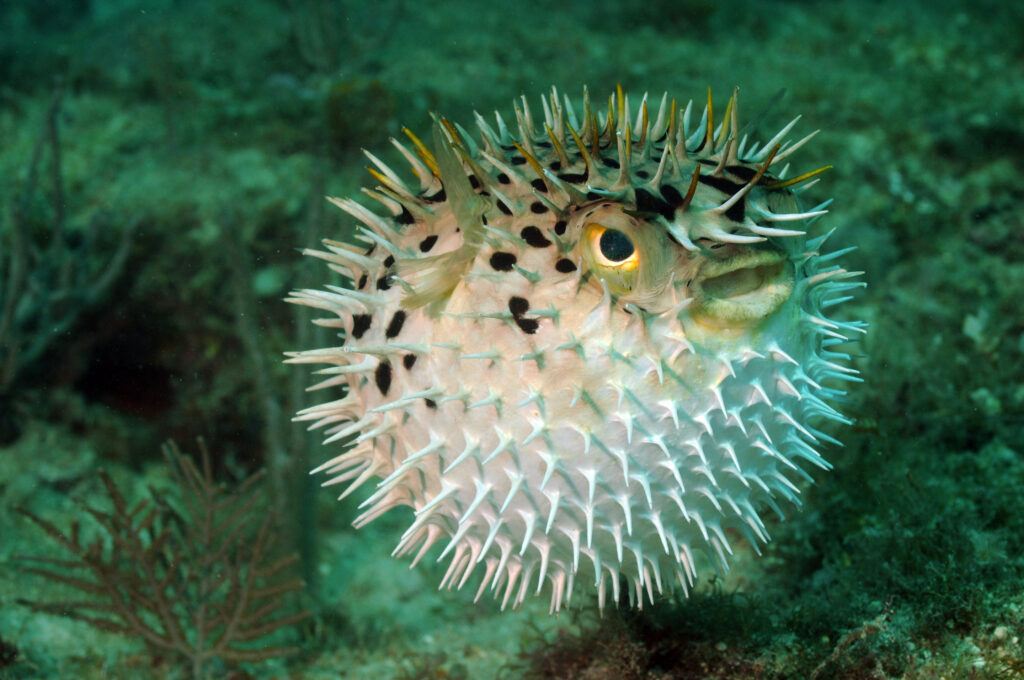 Blowfish or puffer fish in ocean