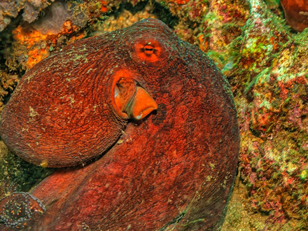 red coconut octopus depositphotos