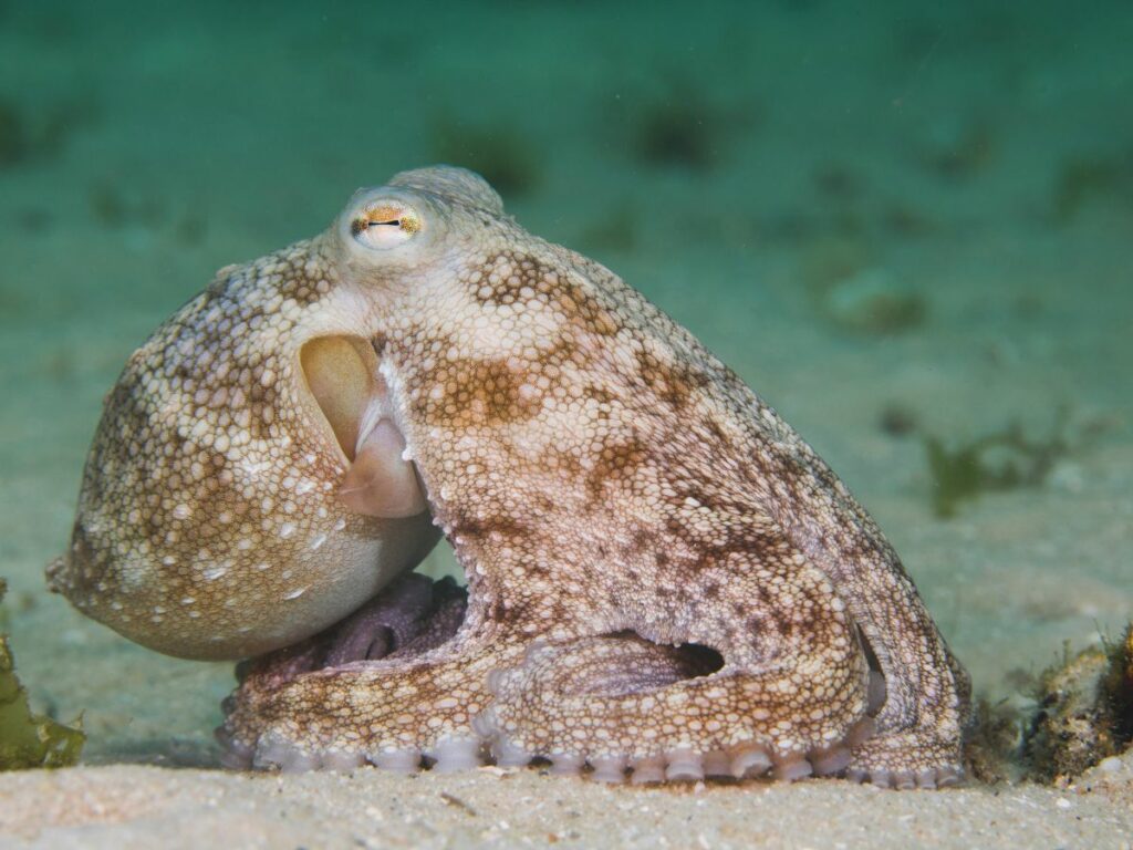 side-view-common-octopus-deposit-photos