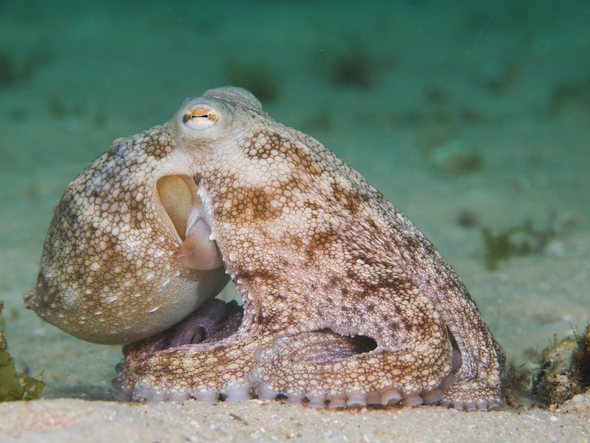 Is There Such A Thing As A Freshwater Octopus? OctoNation The