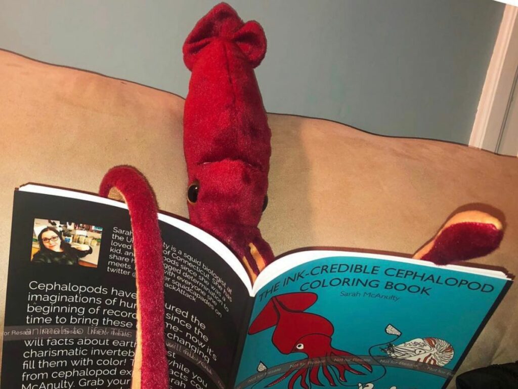 squid kids books sarah mcanulty