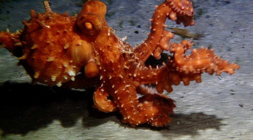 Octopod running Sydney obrian