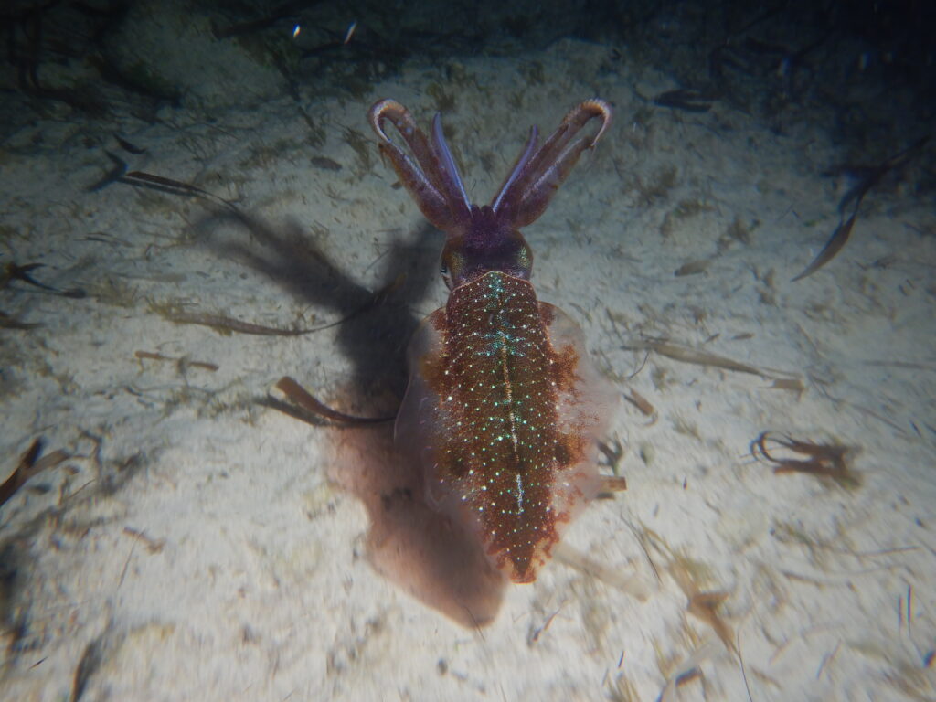 flamboyant squid sydney o brian