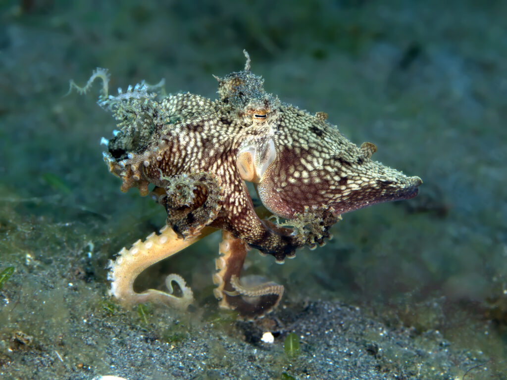 Mimic Octopus in Lembeh strait, Molucca sea