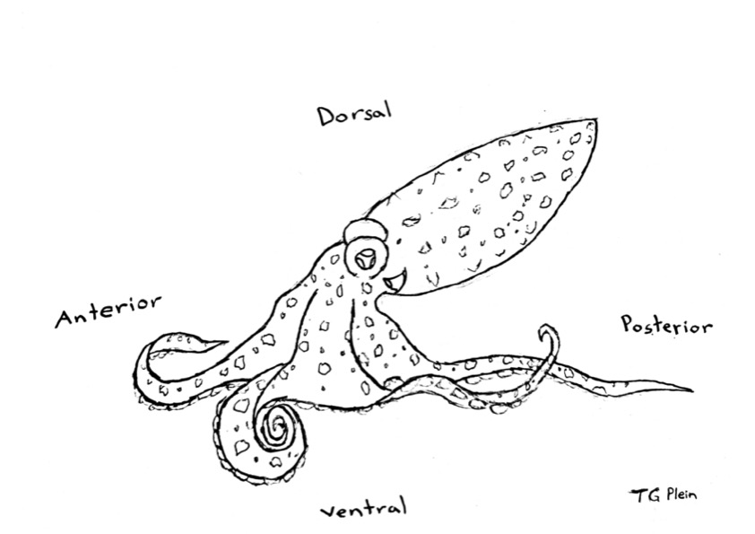 Diagram of octopod anatomy by T.G. Plein [original art created for this piece]