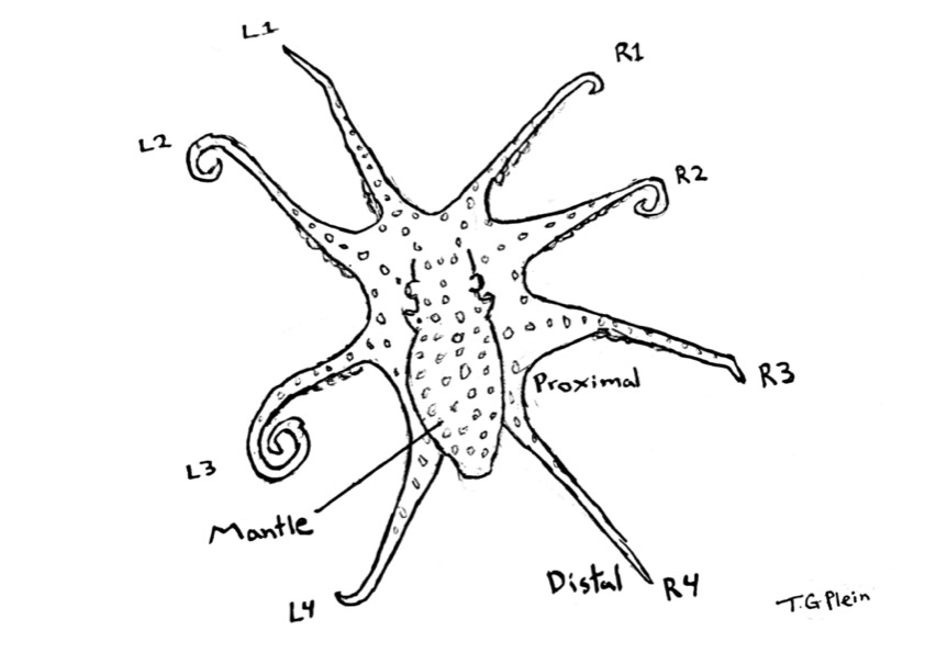 Diagram of octopod anatomy by T.G. Plein [original art created for this piece]