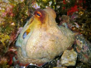 Octopus vulgaris mollusk Mediterranean sea deposit photos