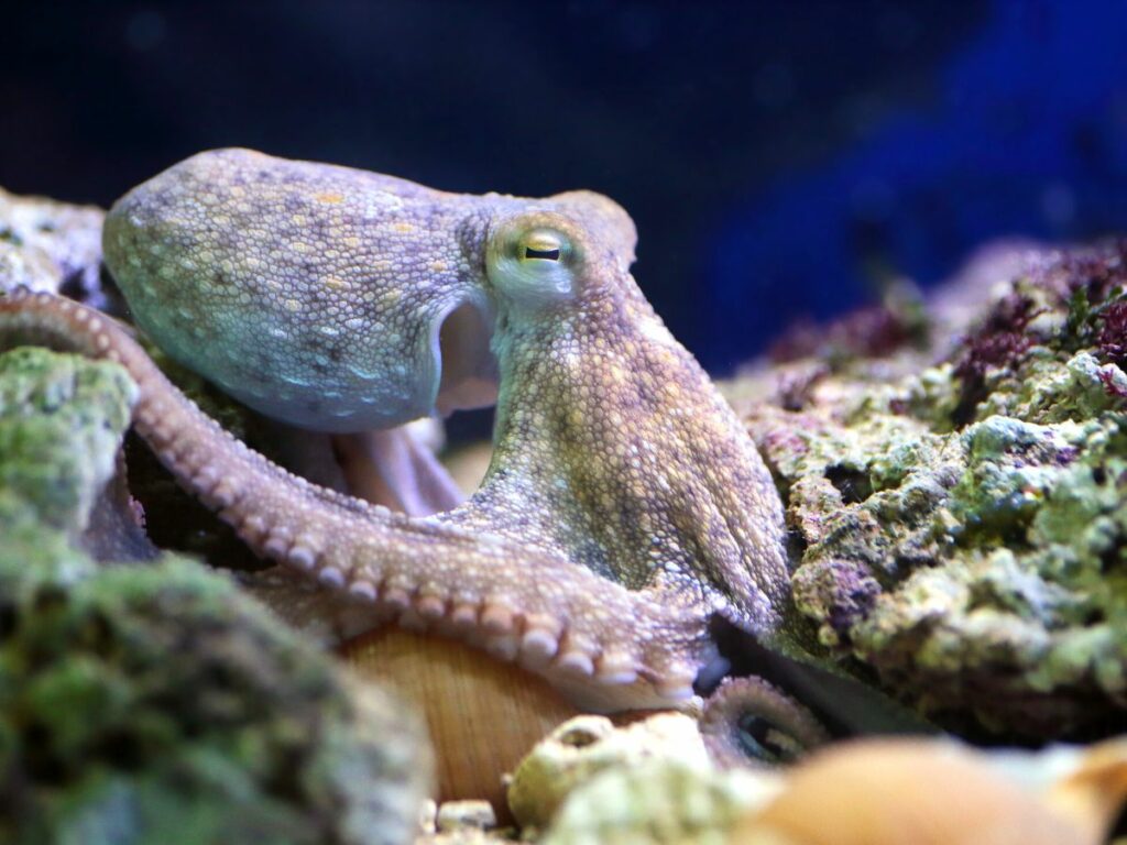 common octopus resting on reef deposit photos