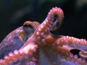 can an octopus regrow its arm