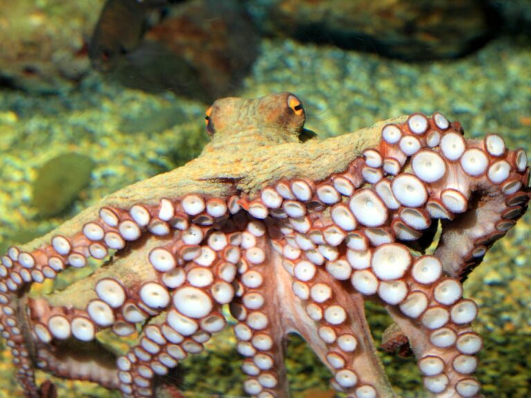 Which Direction Is The Front Of An Octopus?