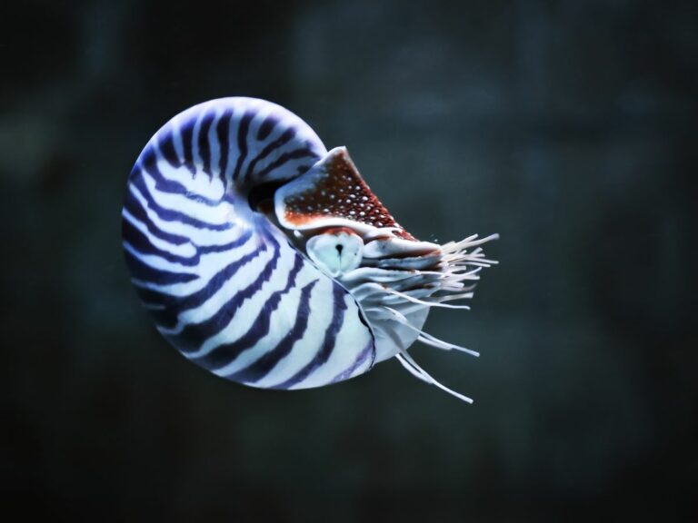 Breaking News – There are now THREE new species of Nautilus!