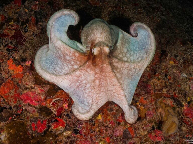 ‘Cephalotography’ Of The Week: Paul Joseph Prudhomme