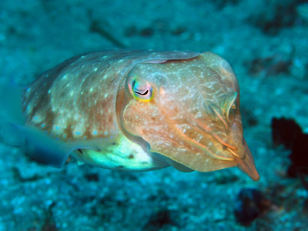 Close up blue Cuttlefish deposit photos