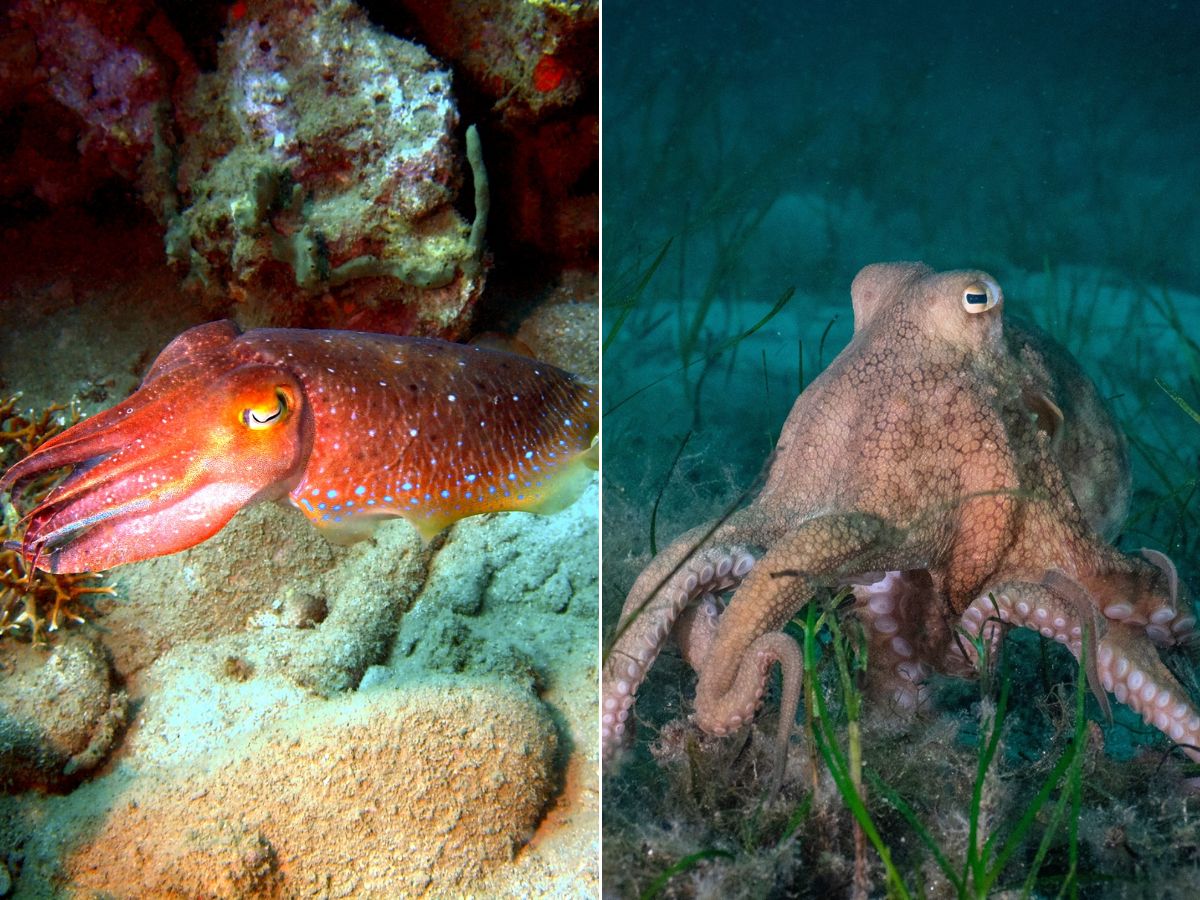 Cuttlefish vs Octopus