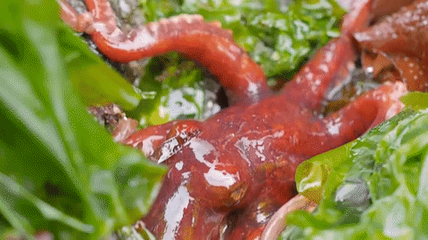 OctoNation pacific red octopus