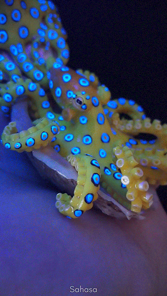 blue ringed octopus GIF by sahasa