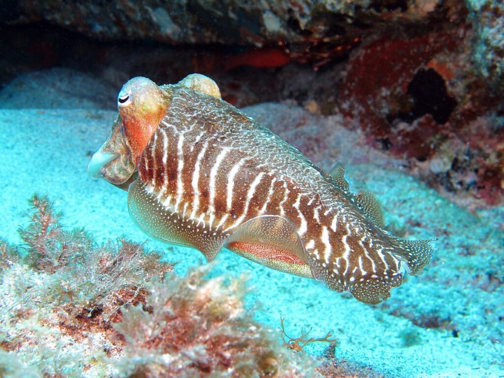 Striped Cuttlefish deposit photos