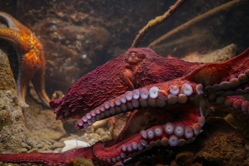 octopus and starfish by jen strongin 