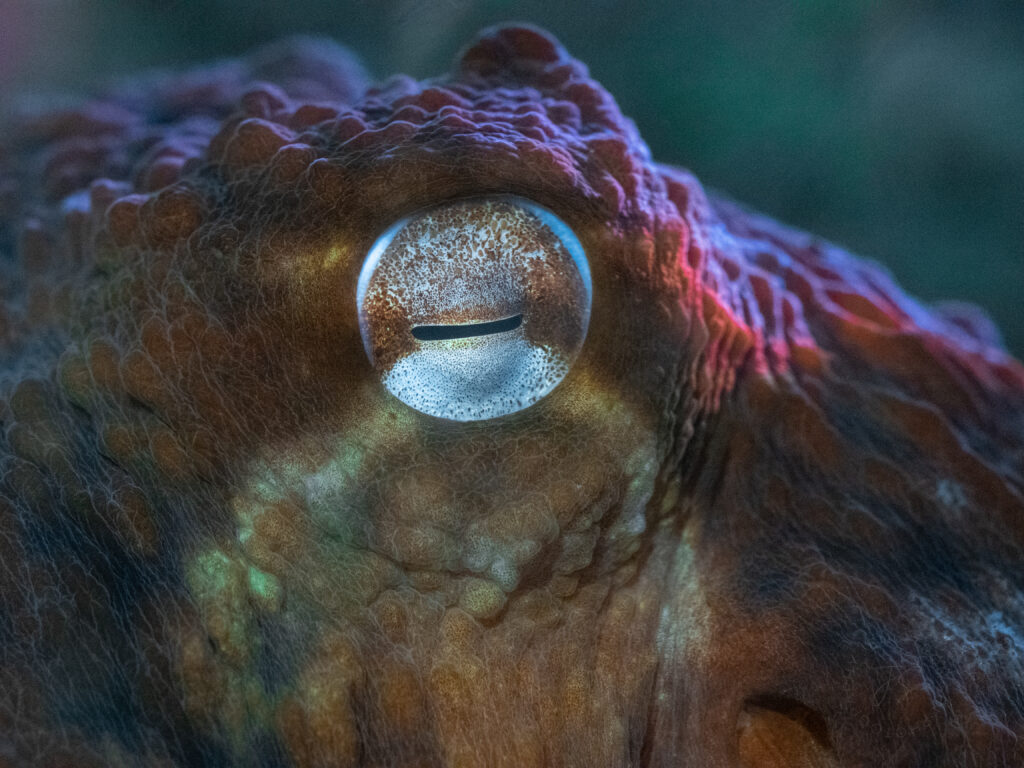 closed octopus eye by jen strongin 