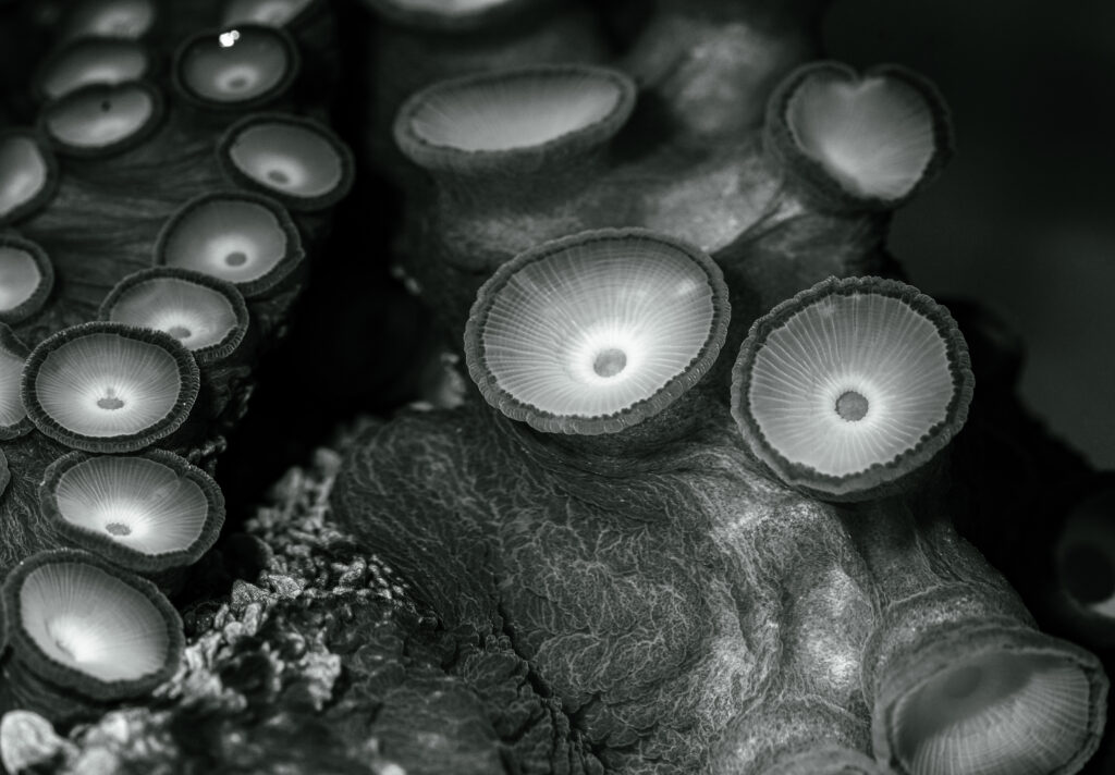 black and white photo of octopus suckers