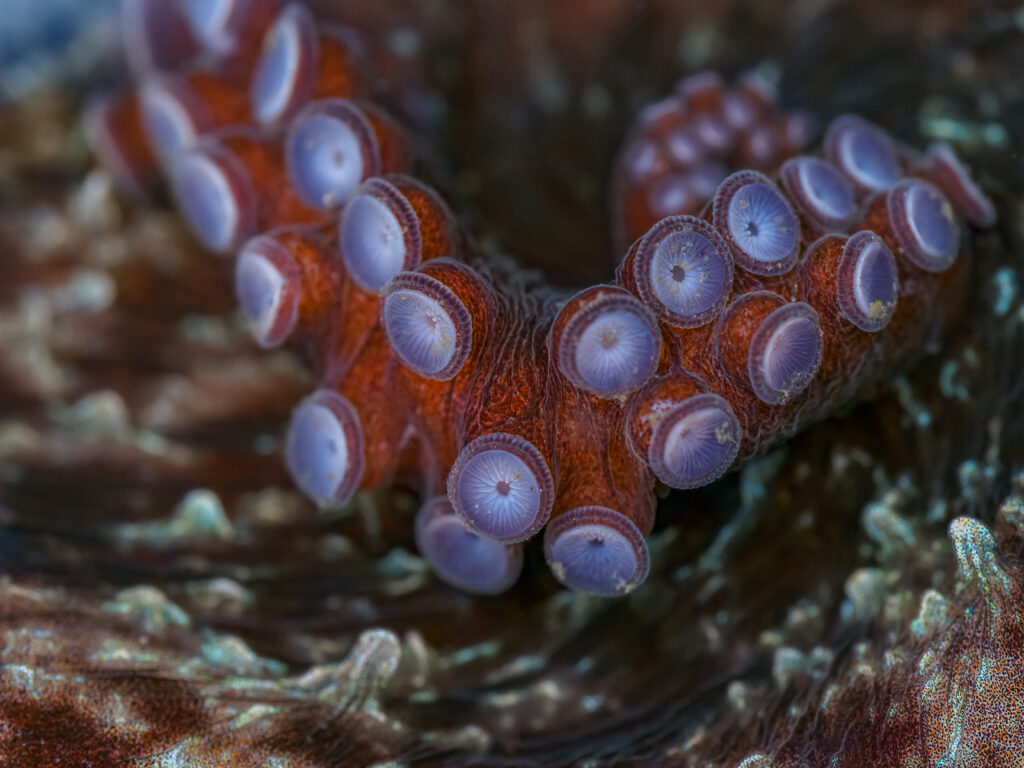octopus suckers on an arms