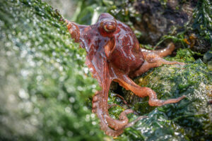 pacific red octopus in seattle low tide pool