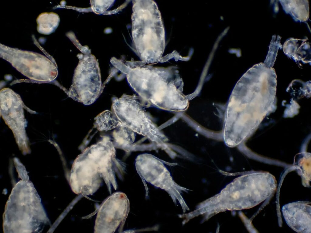 Copepod (Zooplankton) deposit photos