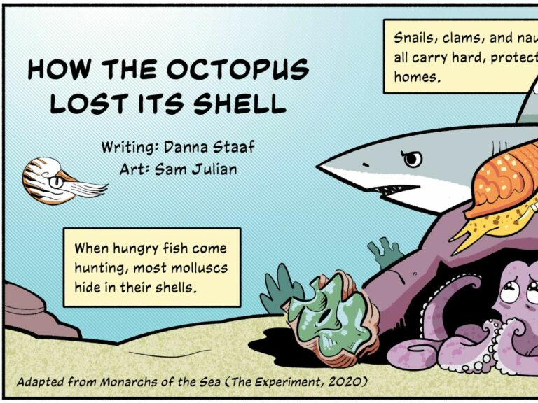 “How The Octopus Lost Its Shell” (Octopus Comic)