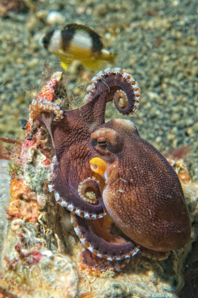 coconut octopus underwater depositphotos