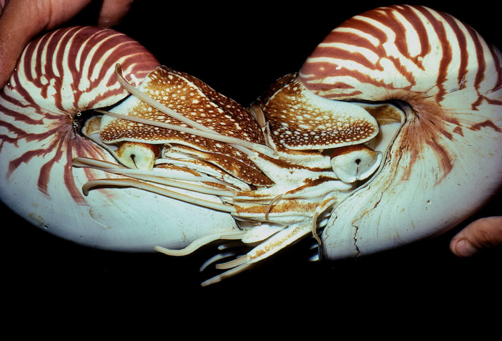 10 Facts About Baby Nautilus! - OctoNation - The Largest Octopus