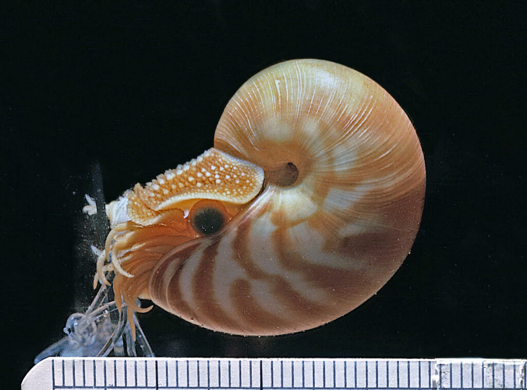 Nautilus Shell Planter — Indo Pacific Emporium