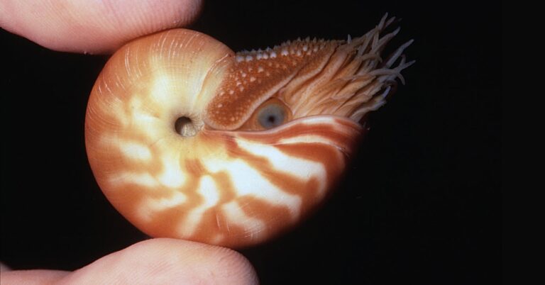 10 Facts About Baby Nautilus!