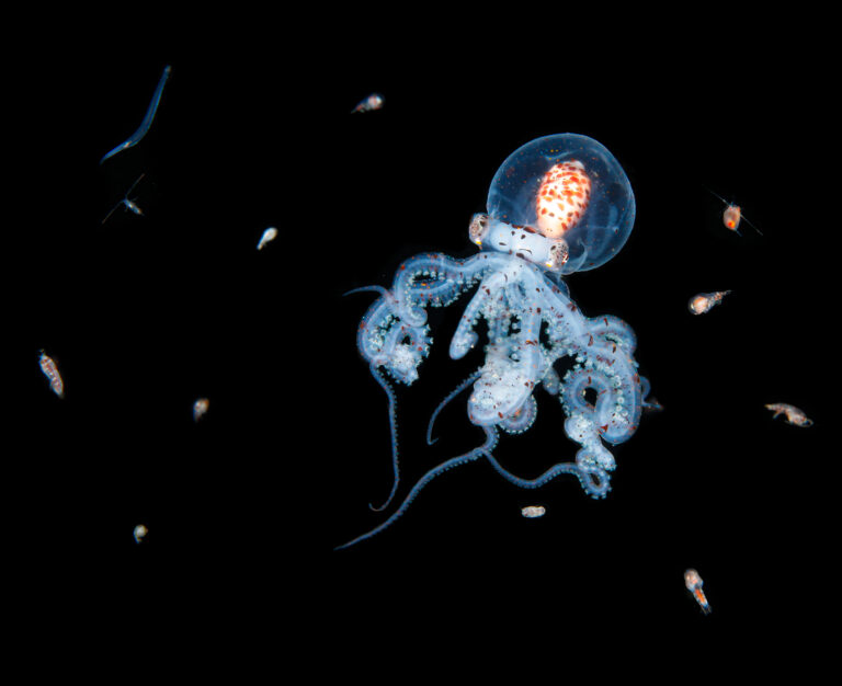 ‘Cephalotography’ Of The Week: Jialing Cai
